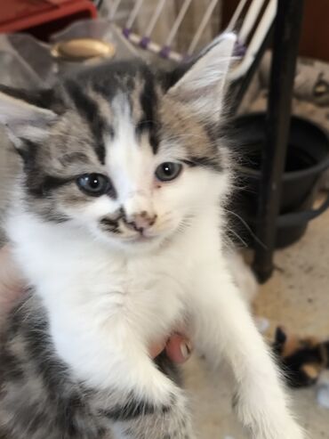корм для кошек и котят: Кошка даром: Беспородная, Мальчик, Приучена к лотку