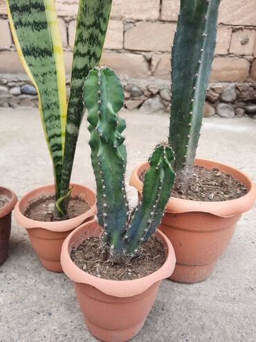 kaktus gülü: Ev gülləri, bitkilər, sansevieria, kaktus, sukkulent, xavortiya, pul