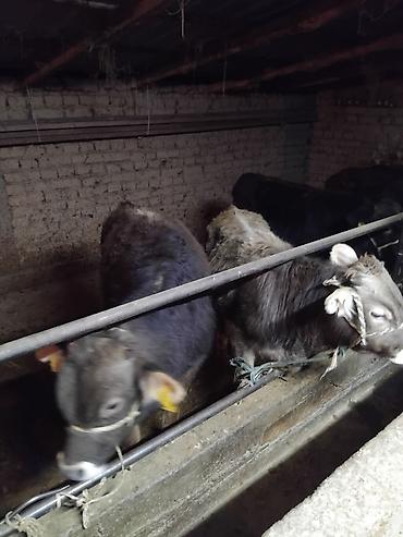 Коровы, быки: Продаю | Бык (самец) | Полукровка | На откорм | Привязанные — 21