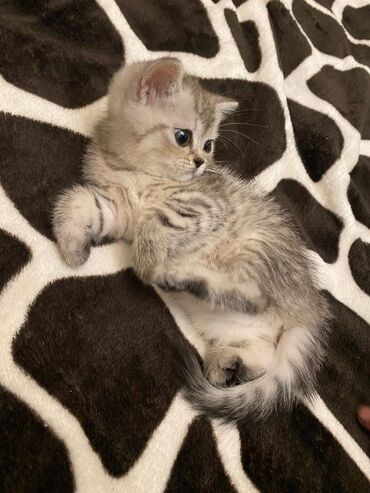 Pişiklər: Britan yastı qulaq, Erkək, Dişi, Yaxşı əllərə, Ünvandan götürmə, Pulsuz çatdırılma, Ödənişli çatdırılma — 137