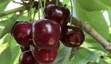 Груша: Плодовые деревья колоновидные яблонигруши персики at lalafo.kg — 9 Груша: Плодовые деревья колоновидные яблонигруши персики — 9