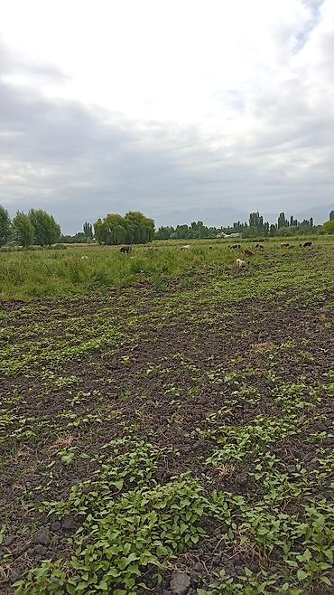 Продажа участков: 320 соток, Для сельского хозяйства — 1