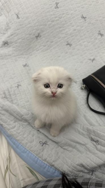 кошка пушистая: Скотиш Фолд (Шотландская вислоухая), 1 месяц, Девочка, Белый, Приучена к лотку — 1