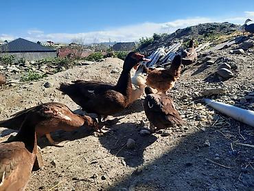 xas: Muscovy ördəkləri (indoutka) – qəhvəyi rəngdə sürü - Cins — 4