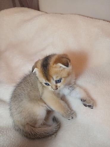 Pişiklər: Erkək — 8