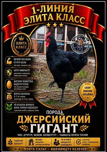 попугай ара бишкек: Джерсийский гигант жумурткага жана жөжөлөргө заказ алабыз — 6