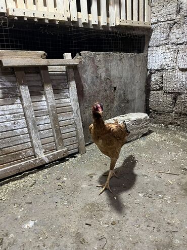 Toyuqlar: Toyuq, Damazlıq, Ünvandan götürmə -da lalafo.az — 3 Toyuqlar: Toyuq, Damazlıq, Ünvandan götürmə — 3