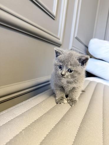 Pişiklər: Britan — 4