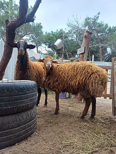 doşan satışı: Erkək, il: 1, 45 kq, Damazlıq, Ödənişli çatdırılma — 7