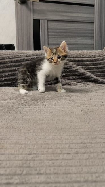 шотландский короткошерстный кот цена: Котята-домашние, короткошёрстные и полудлинношёрстные, от одной