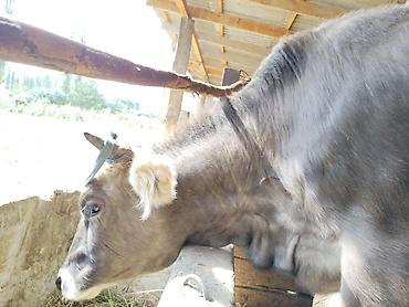 стелная карова: Продаю | Корова (самка) | Голштин | На откорм | Привязанные — 6
