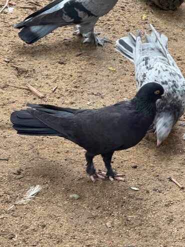 Göyərçinlər: Kəməti göylərdi içində 3 4 dənə əbrəş var. 17-20 tukdulər. kom şəkildə -da lalafo.az — 6 Göyərçinlər: Kəməti göylərdi içində 3 4 dənə əbrəş var. 17-20 tukdulər. kom şəkildə — 6