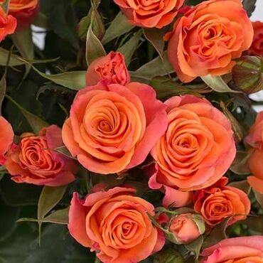 Садовые цветы и кустарники: Саженцы цветка: Розы — 12