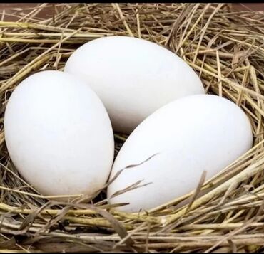 Quşlar: Linda qazlarının mayalı yumurtaları satılır,100 faiz mayalı və