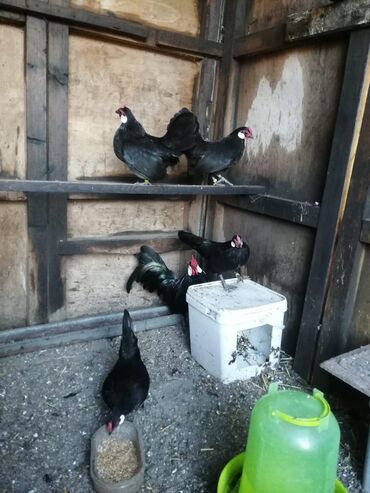 Куры, петухи: Продаю | Куры, Петух — 24