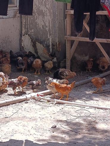 K/t heyvanları və malları: Toyuq cücələri, Damazlıq — 2