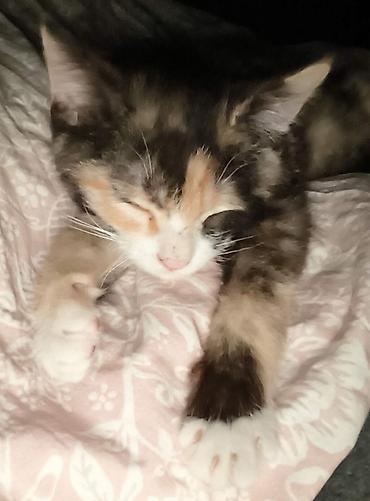 рыжая кошка: Кошка даром: Беспородная, 2 месяца, Девочка — 5