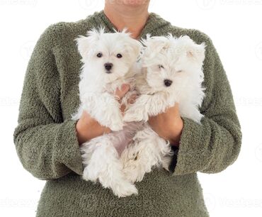 benetton jakne za pse: Dostupni su izvanredni maltezeri. Atraktivni štenad maltezera spremni