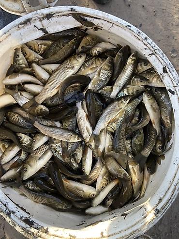 рыба кои: Малек рыбы для зарыбления водоёмов - карп (в т.ч. зеркальный) — 2