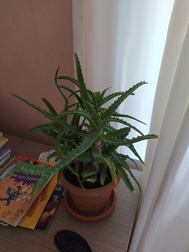 Otaq bitkiləri: Qazanda əkilmiş aloe bitkisi. Evdə və ya ofisdə istifadə üçün