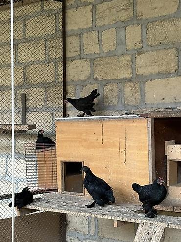 bildircin gence: Yapon toyuq və xoruzları Damazlıqdır və yumurta verir. Hazırda 30 — 3