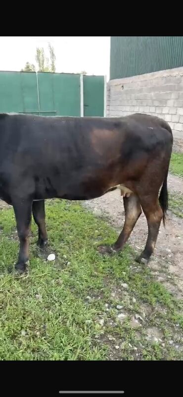болезни коров: Продаю | Корова (самка) | Алатауская | Для молока | Искусственник
