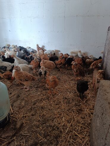 Птицы: Продаю цыплят домашних пород возрост 5 недель
