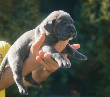 Psi: Ako tražite vernog člana porodice, obratite se nama i postanite — 7