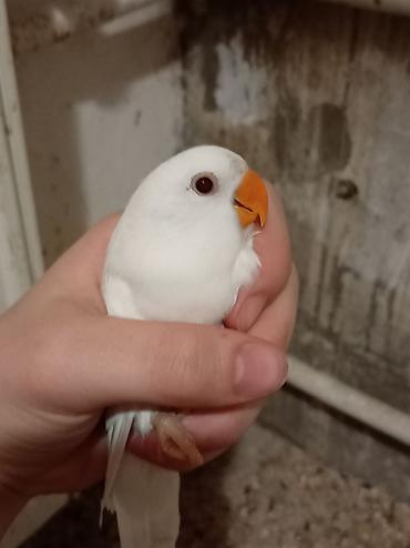 неразлучник: Nərgiz papağanları (lovebird) – cüt - Rənglər: biri qar dumanı-ağ — 3