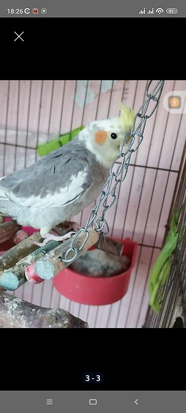 ev quş: Sultan papuqayı (cockatiel). Şəkildə boz-ağ lələk quruluşuna, sarı baş — 1