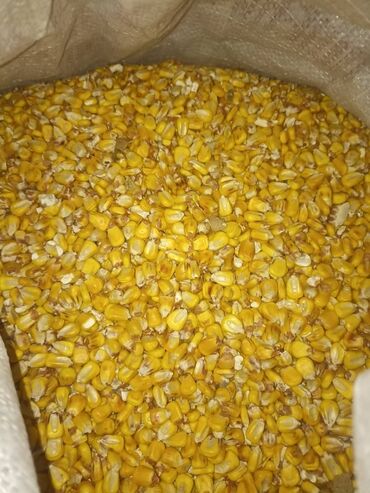 корм для животных: Продаю кукурузу сорт маями, хранились под навесом цена 17сом есть