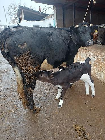 Коровы, быки: Продаю | Корова (самка) | Голштин | Для молока | После отела — 3