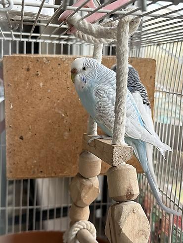 Зоотовары: Срочно!! Продаются попугаи,вместе с клеткой и другими предметамии — 11