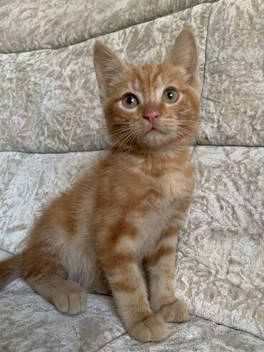 кошки в оше: Кошка даром: Беспородная, 2 месяца, Девочка, Приучена к лотку, Проглистована