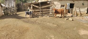 xacmazda satilan inekler: Qırmızı rəngli, buynuzlu dişi dana/sığır - Rəng: tünd qırmızı-kərpic