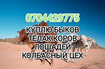живой корм: Колбасный цех, Частное лицо : Коровы, быки, Лошади, кони, | На откорм, Любое состояние, Забитый — 1