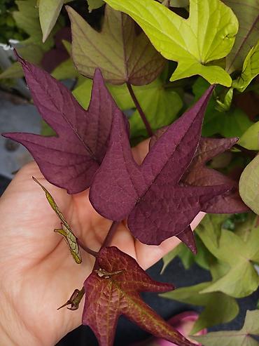 плющь: Ипомея батат (Ipomoea batatas) — декоративные сорта для клумб, кашпо и — 8