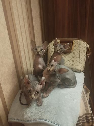 Pişiklər: Sfinks, Erkək, Dişi — 22