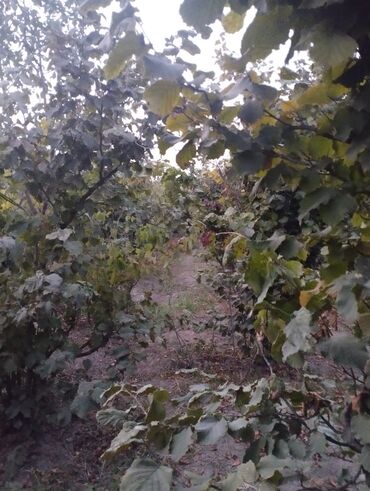 Bağ və bostan üçün digər məhsullar: Fındıq bağı – intensiv sıralı əkiliş - Məhsul: fındıq bağı — 9