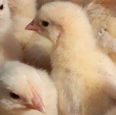 Животные: Продаю | Цыплята | Несушки