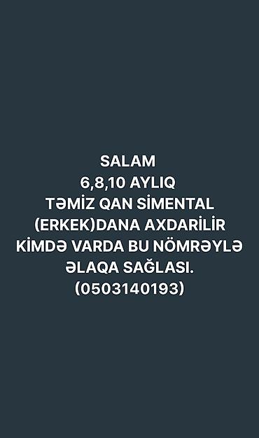 inək necə aya doğur: Dana, buzov, Erkək, Simental, ay: 1, 150 kq, Damazlıq — 1
