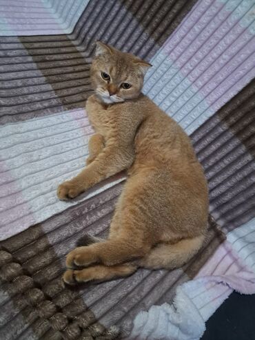 pi̇şi̇k: Qızıl şinşilla, Dişi, Yaxşı əllərə, Ünvandan götürmə, Pulsuz çatdırılma, Ödənişli çatdırılma