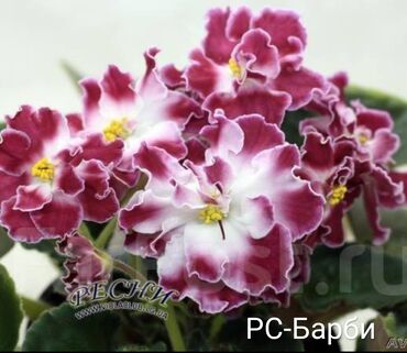 Otaq bitkiləri: 5 — 14