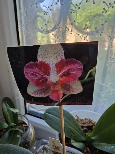 растения: Продаю орхидею