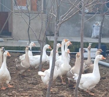 qaz qus: Salam qazlar var satılır həm erkək həm dişi ağ və boz rəngli sayılari