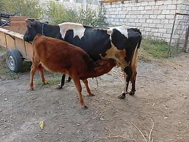 Inəklər, öküzlər: Dişi, il: 5, 400 kq, Damazlıq, Ünvandan götürmə — 4