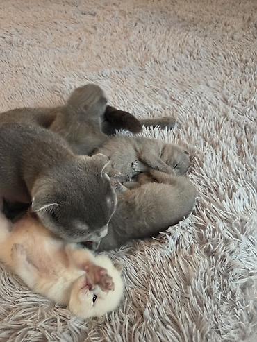 Pişiklər: Şotland — 1