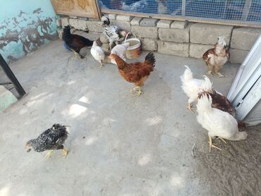 İtlər: 10 ədəd
öz həyətimin cuceleridir, toyuq altından çıxmadı