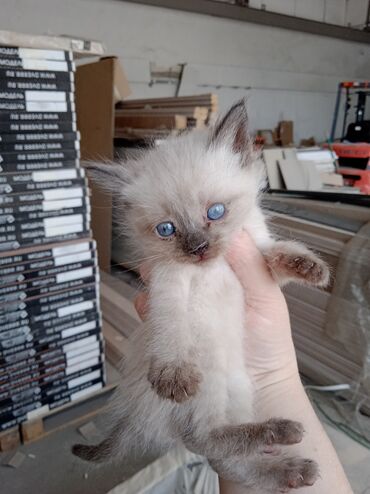 британская голубая короткошерстная кошка: Неравнодушные !!!! Кошка родила на складе котят. Сама куда-то пропала
