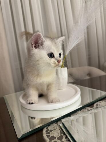 Pişiklər: Britan — 4